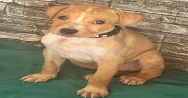 American Staffordshire cani a Città metropolitana di Roma Capitale - Annuncio 6