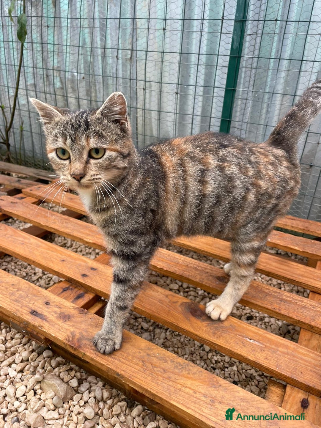 Meticcio gatti in regalo: SPLENDIDA GATTINA DA ADOTTARE - Annuncio 8