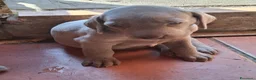 Weimaraner cani in vendita: Vendo cuccioli weimaraner  - Annuncio 5