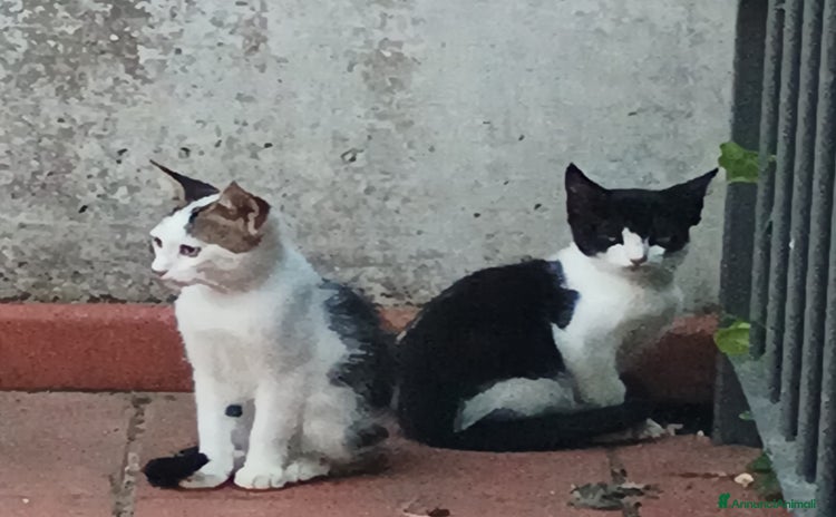 Altre razze gatti a Provincia di Macerata - Annuncio 15