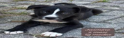 Meticcio cani in regalo: Bellissimi cuccioli da salvare  a Città Metropolitana di Bologna - Annuncio 4