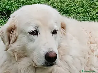 Meticcio cani CAMILLA HA VERAMENTE BISOGNO DI TE, IN ADOZIONE - Annuncio 35