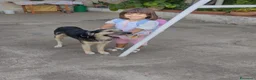 Meticcio cani in regalo: Splendido Simil Pastore di 9 mesi (Catania) - Annuncio 3