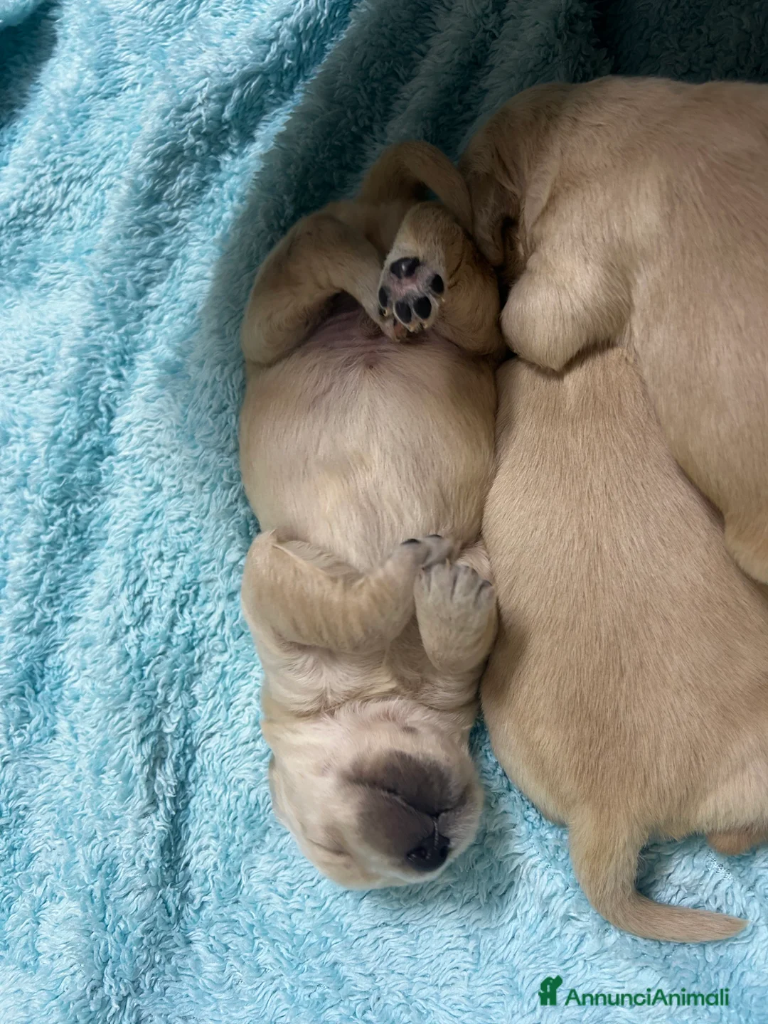 Golden Retriever cani in vendita: Golden Retrivers americani  - Annuncio 9
