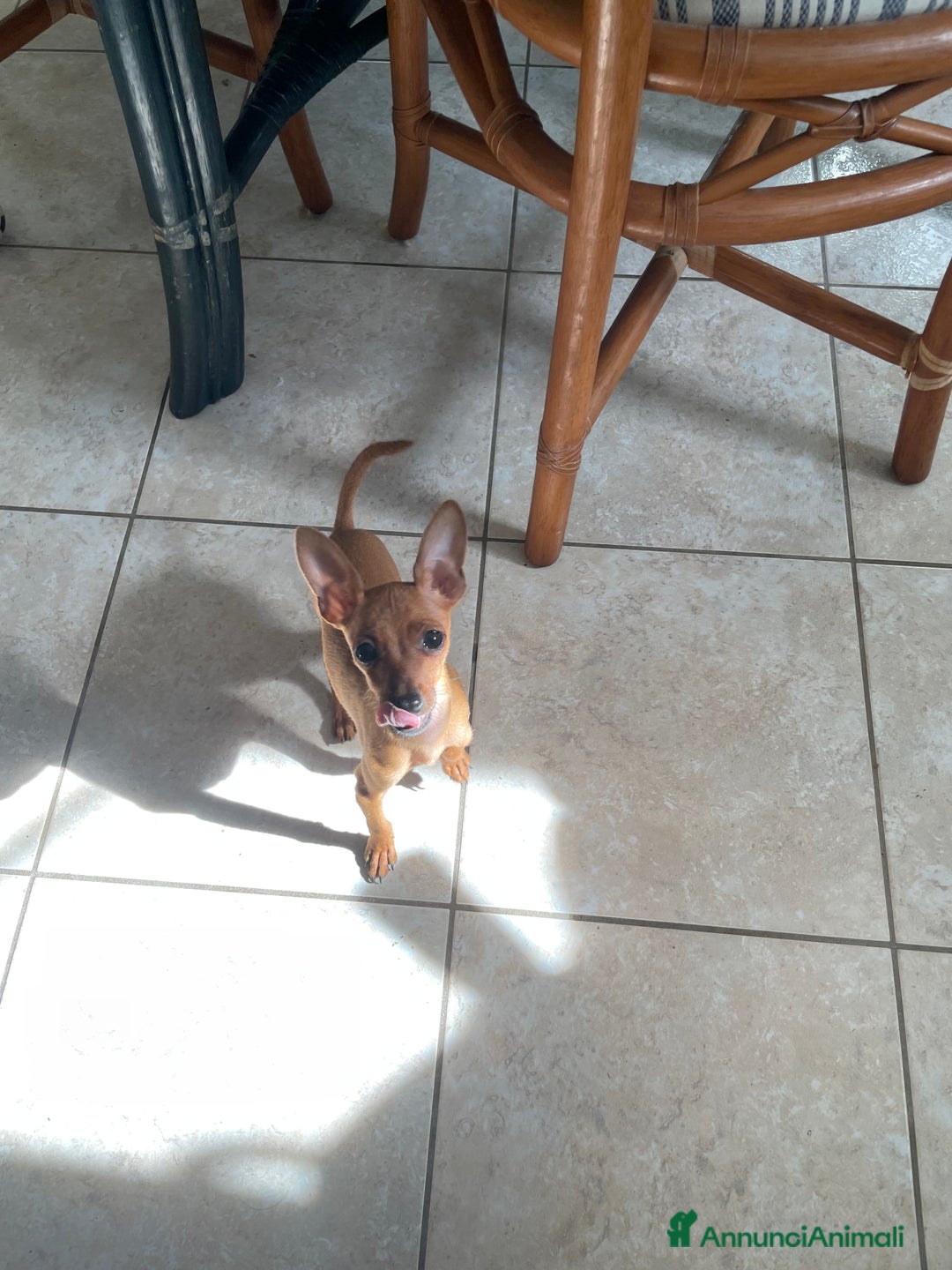 Pinscher Miniatura cani in vendita: Pinscher taglia toy - Annuncio 7