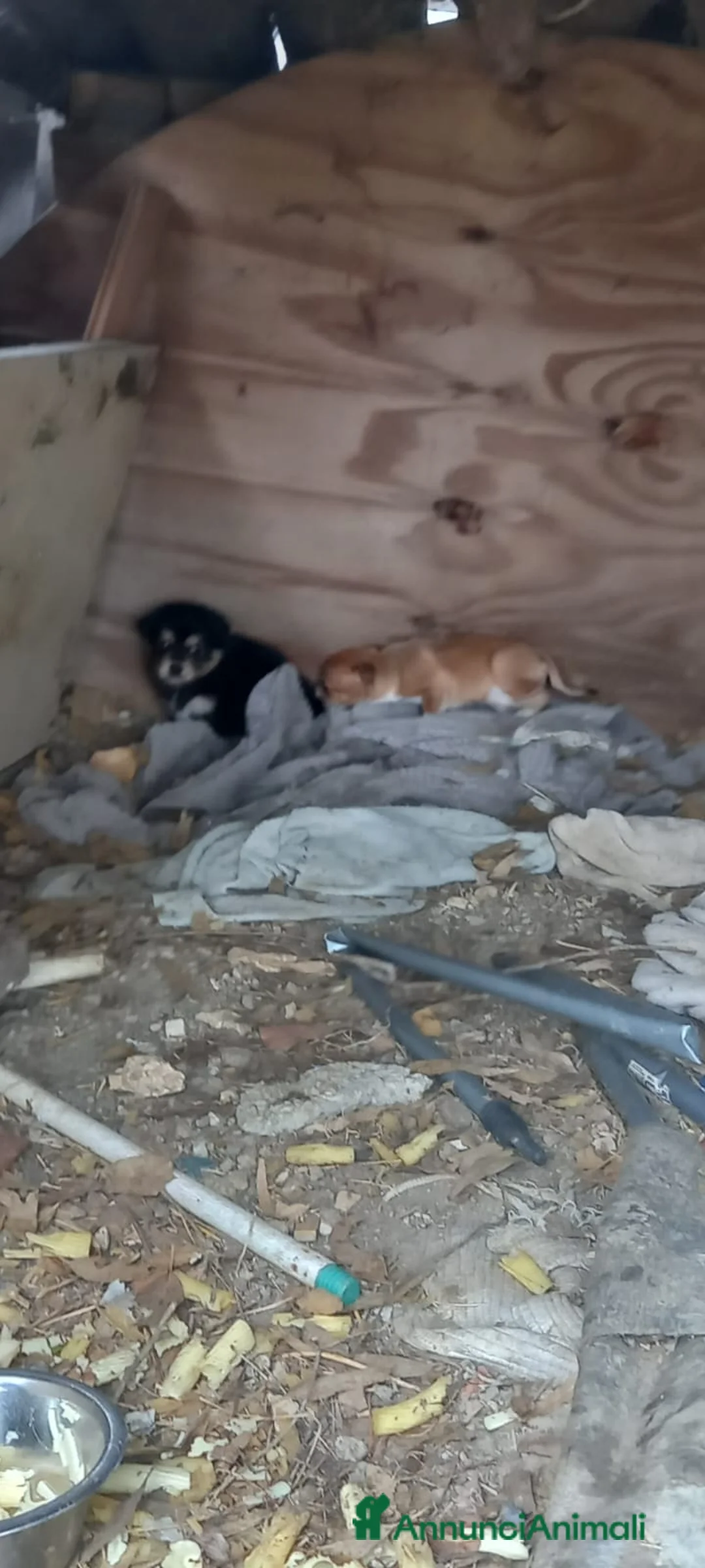 Meticcio cani in regalo: Cuccioli - Annuncio 6