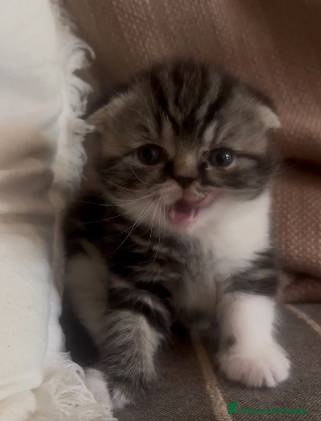 Scottish gatti in vendita: Cucciola Scottish fold - Annuncio 2