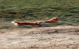Golden Retriever cani in vendita: Cuccioli di Golden Retriever  a Provincia di Vicenza - Immagine 6