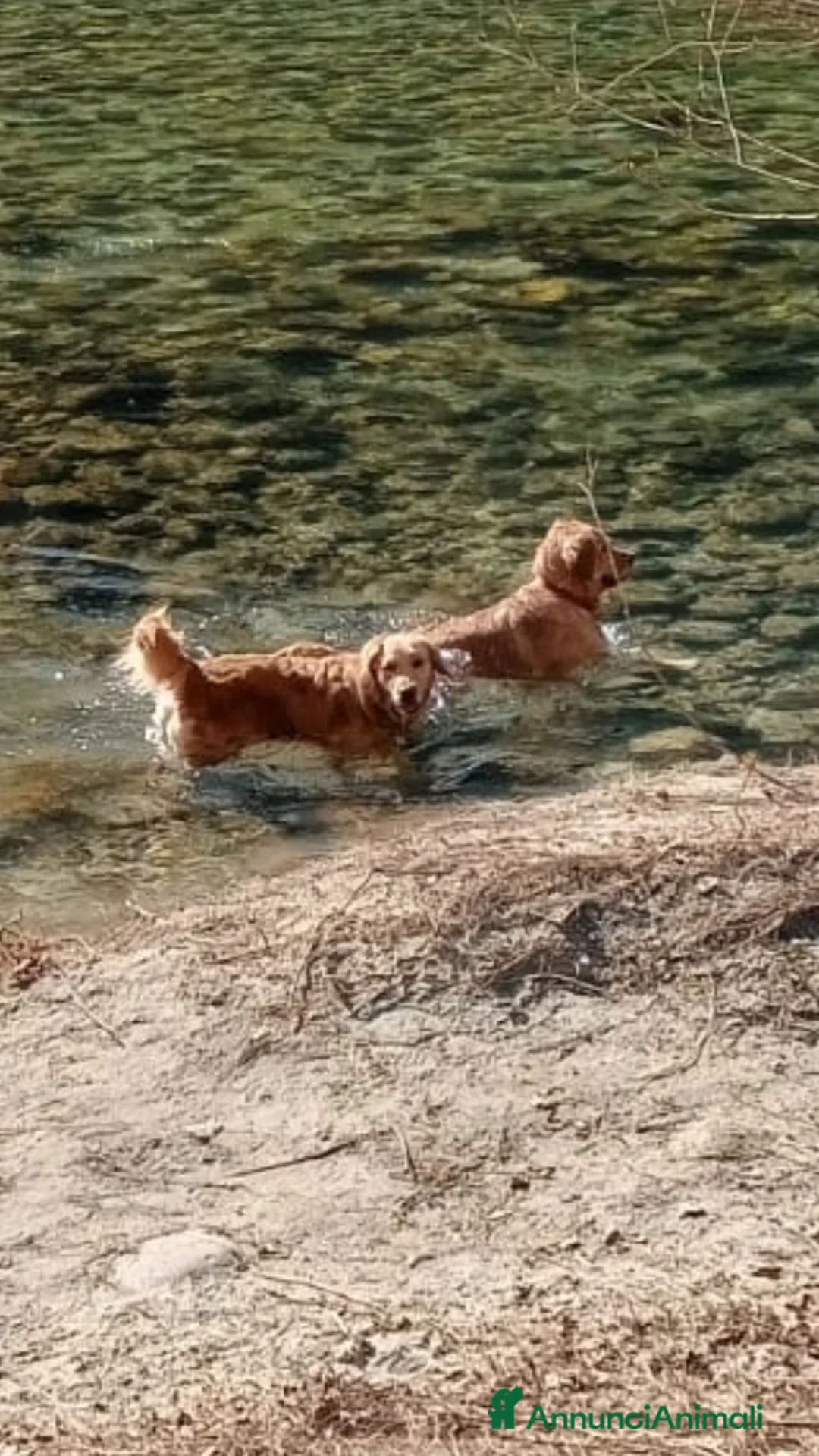 Golden Retriever cani in vendita: Cuccioli di Golden Retriever  a Provincia di Vicenza - Immagine 6