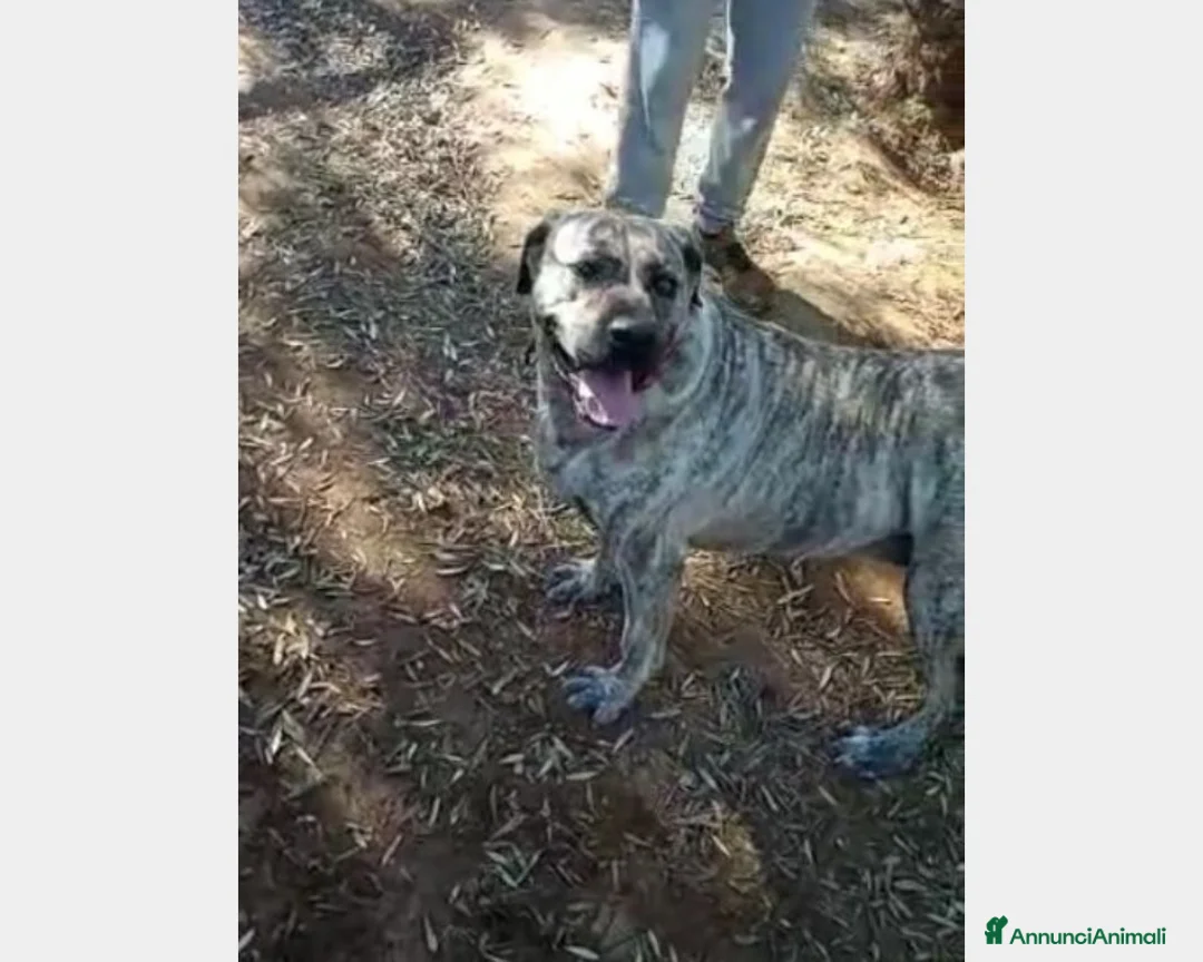 Meticcio cani in regalo: Simil Corso tigrata 3anni salvata URGE CASA ROMA a Roma - Annuncio 2