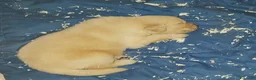 Golden Retriever cani in vendita: Cuccioli di Golden Retriver linea Inglese a Provincia di Pavia - Annuncio 8