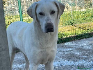 Meticcio cani Cucciolone adorabile - Annuncio 6