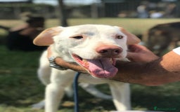 Labrador cani in regalo: Help per Blanko derivato labrador  a Provincia di Latina - Immagine 5