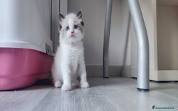 Ragdoll gatti in vendita: cucciolo rag seal bic  a Città metropolitana di Milano - Immagine 4