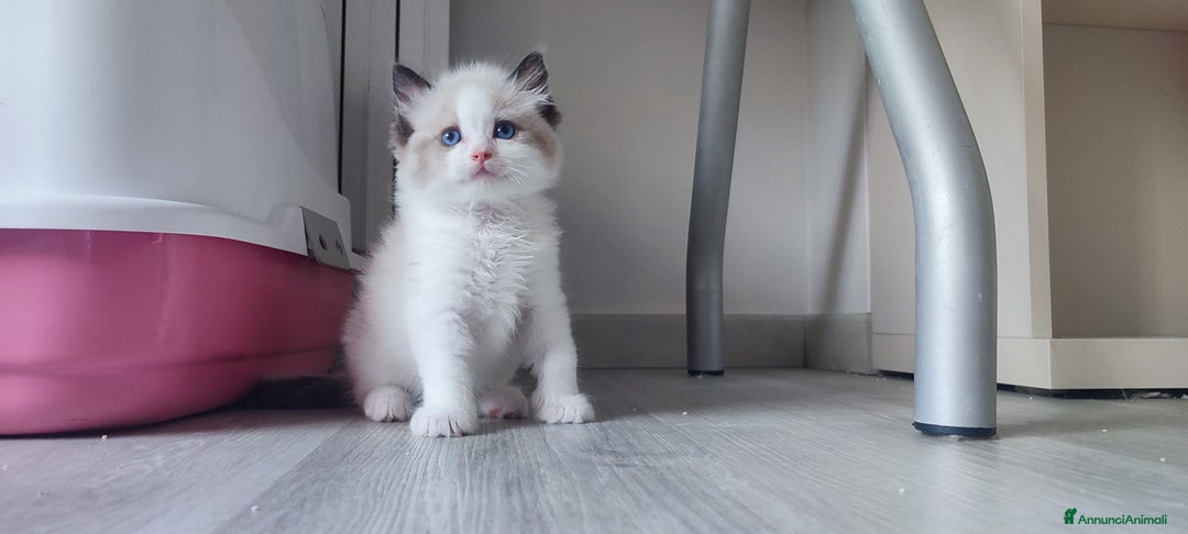 Ragdoll gatti in vendita: cucciolo rag seal bic  a Città metropolitana di Milano - Immagine 4