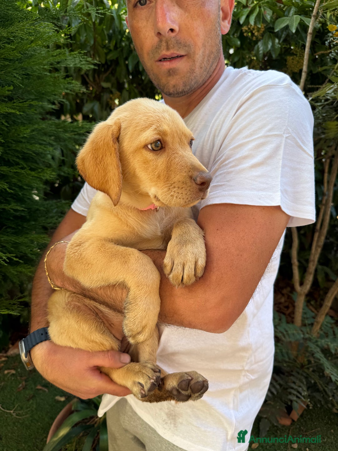 Labrador cani in vendita: Labrador miele  - Immagine 6