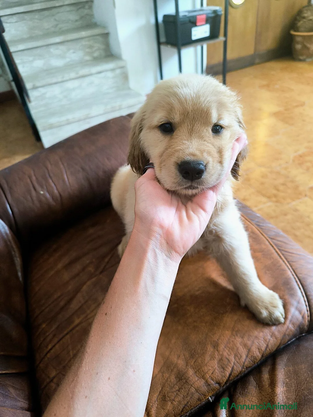 Golden Retriever cani in vendita: Golden Retriever Americani 100% - Annuncio 9