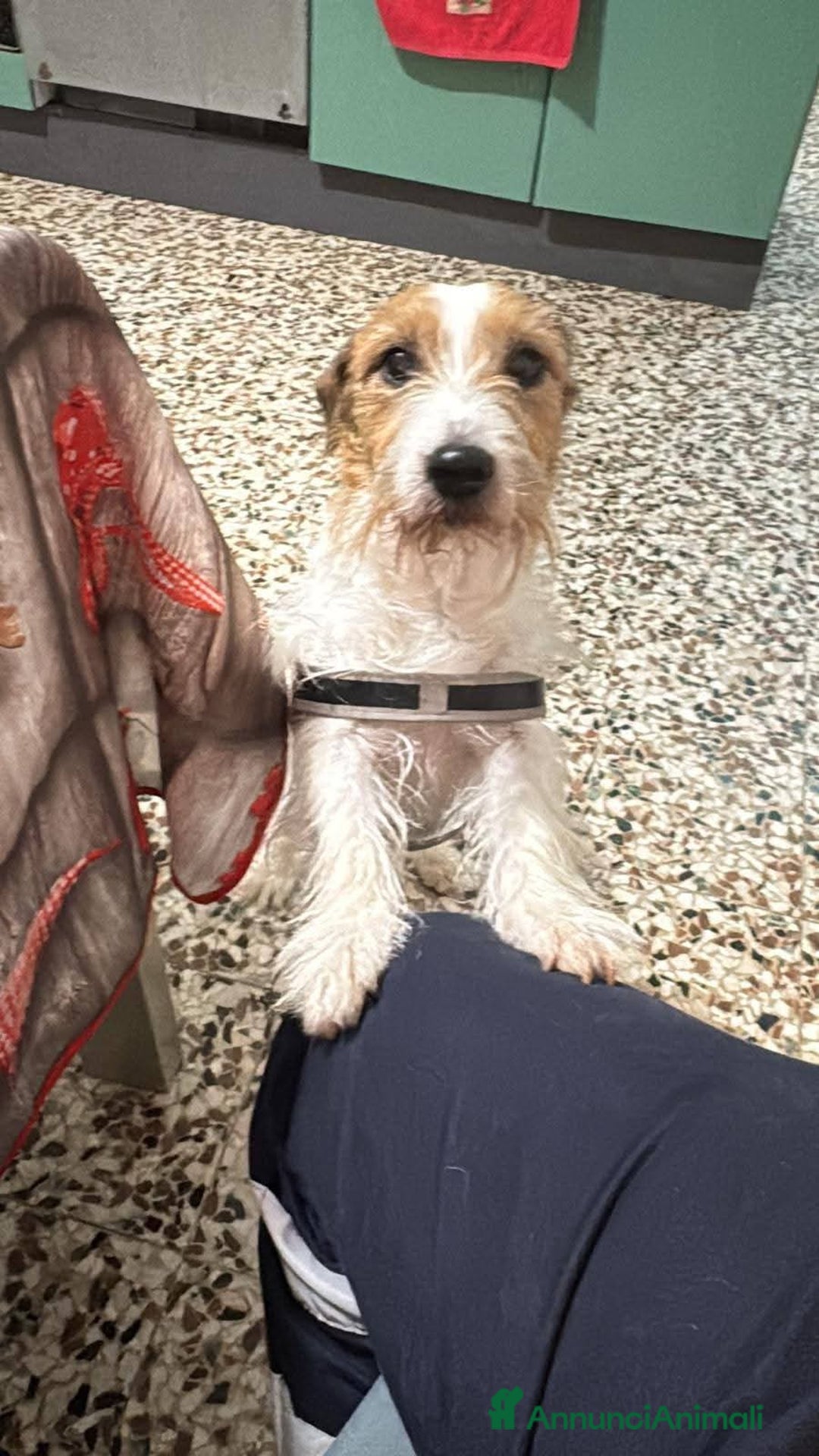 Jack Russell cani in regalo: ADOZ.DEL CUORE URGENTE!!!: 2 nonnini INSEPARABILI  - Annuncio 3