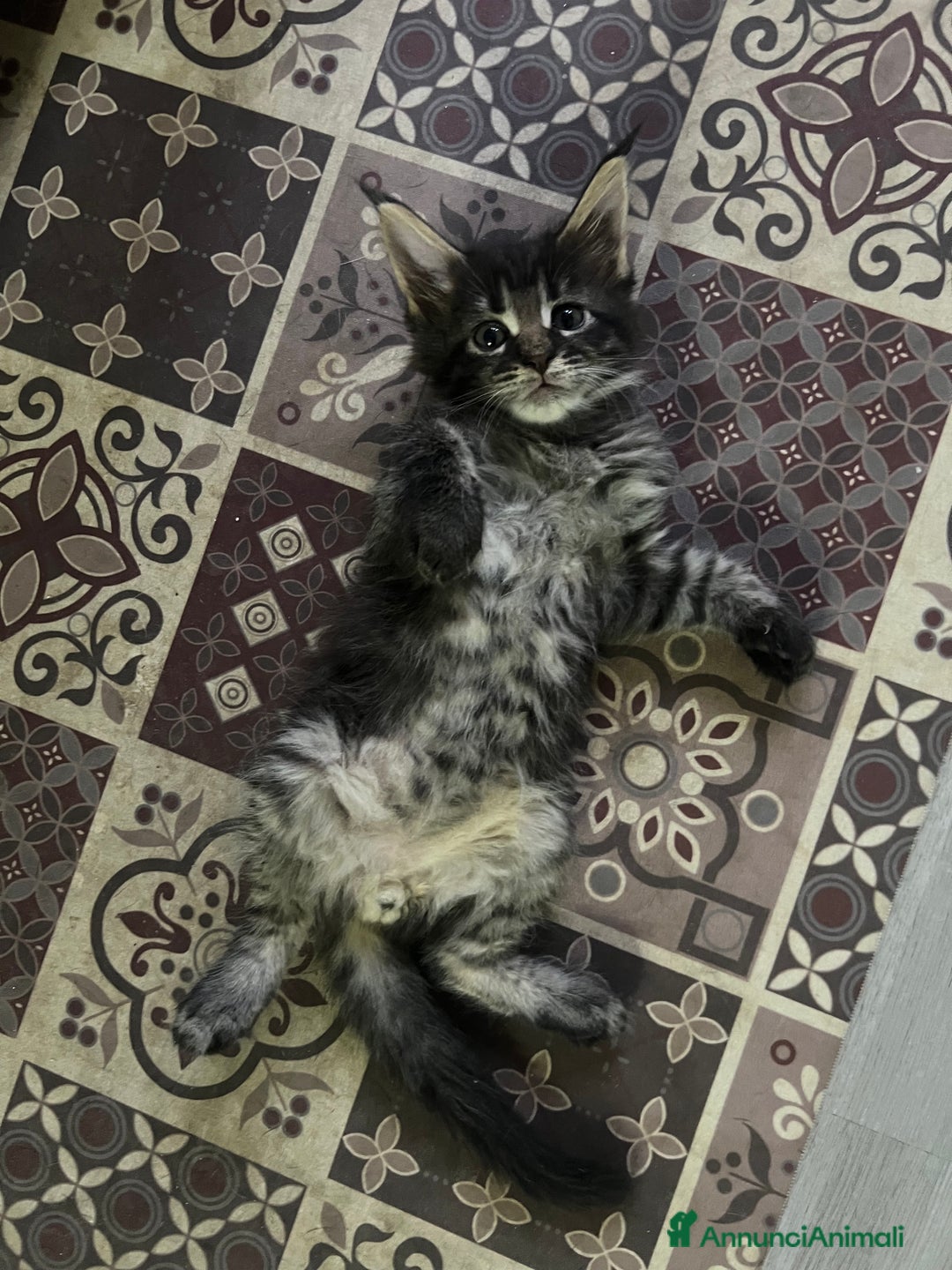 Maine Coon gatti in vendita: Cuccioli di Maine Coon a Città Metropolitana di Torino - Immagine 6