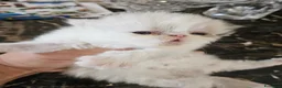 Persiano gatti in vendita: Gatto persiano  - Annuncio 12