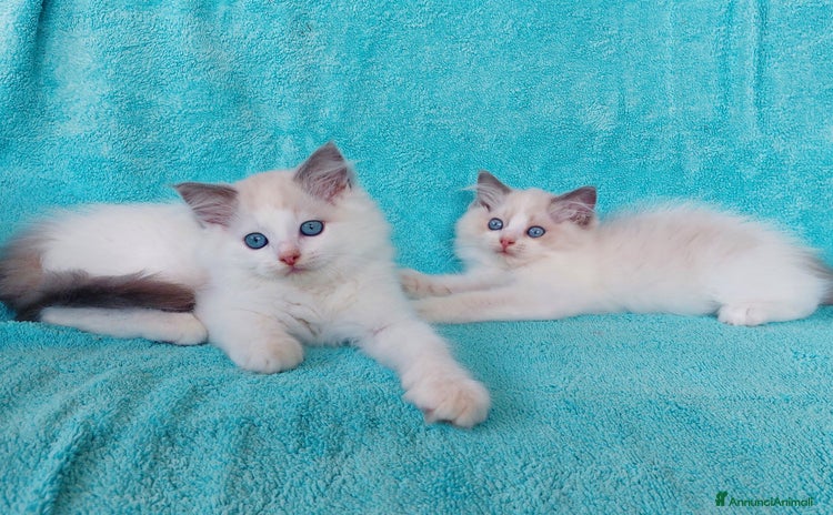 Ragdoll gatti a Città Metropolitana di Bologna - Annuncio 1
