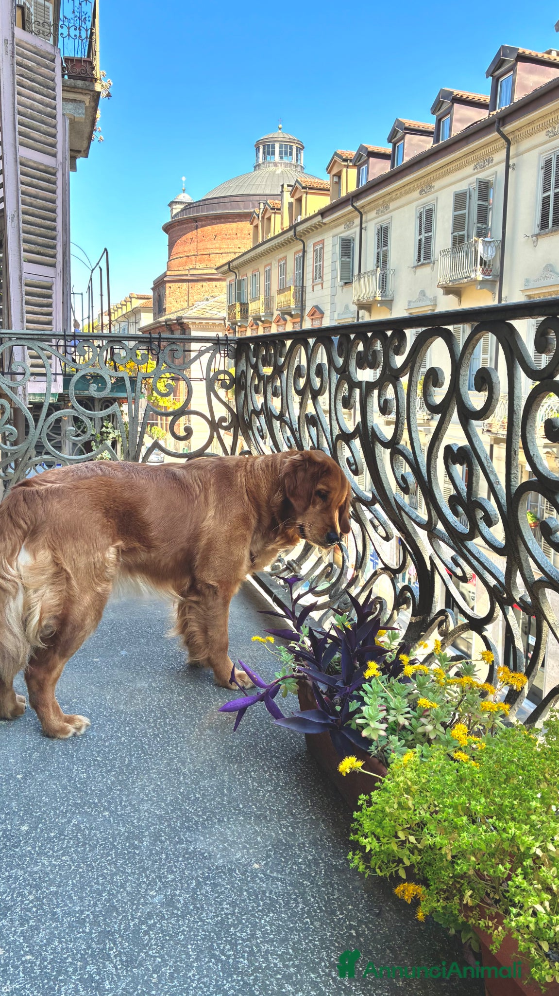 Golden Retriever cani Cedo golden retriever femmina  - Annuncio 6