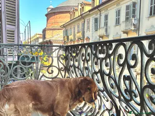 Golden Retriever cani Cedo golden retriever femmina - Annuncio 6