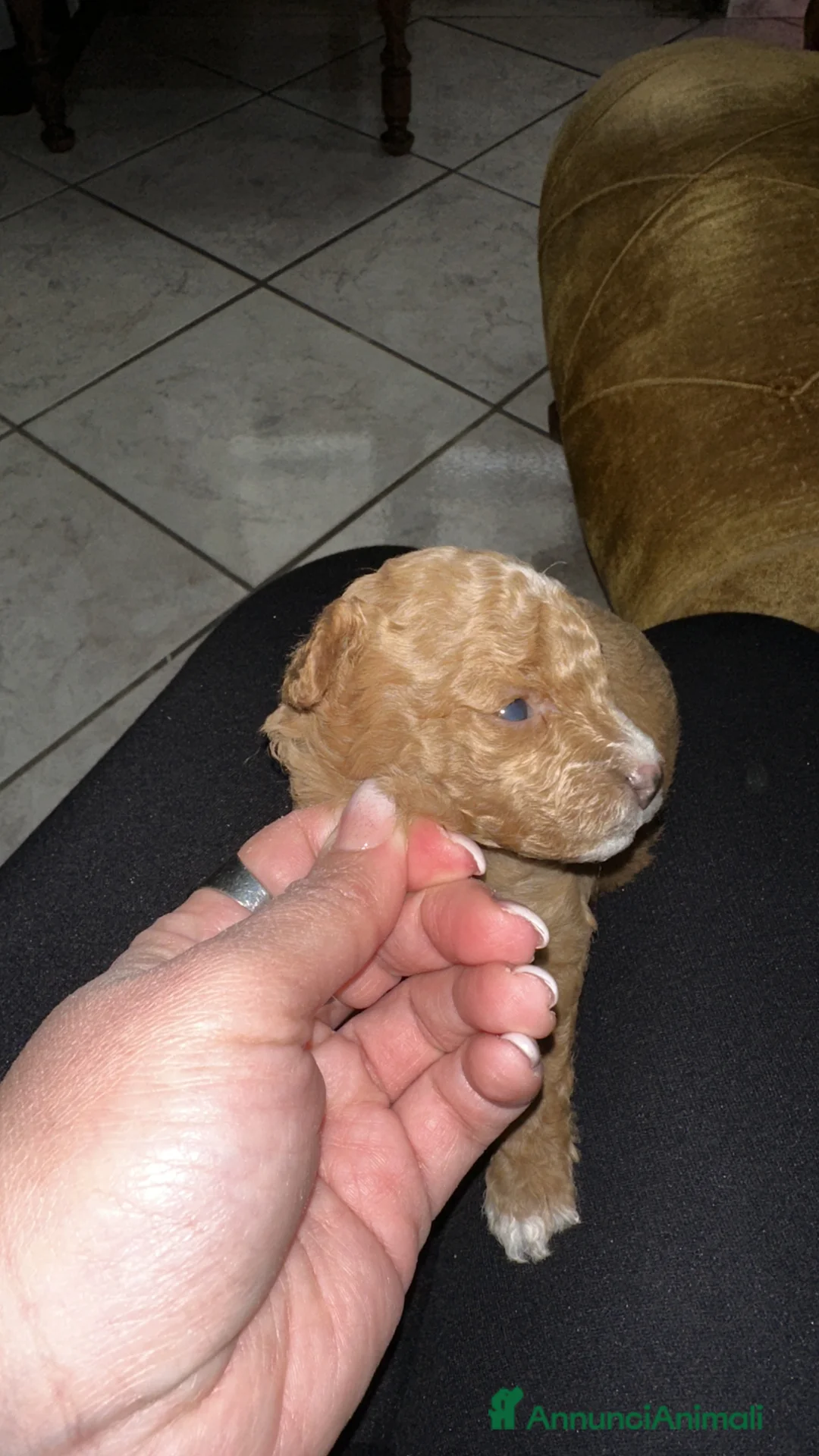 Barboncino Toy cani in vendita: Barboncini Toy  - Annuncio 11