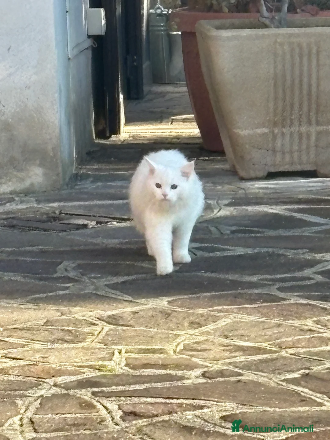Angora turco gatti per accoppiamento: Cucciolo Angora Turco - Annuncio 4