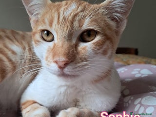 Europeo gatti GATTINI ADORABILI IN CERCA DI CASA - Annuncio 5