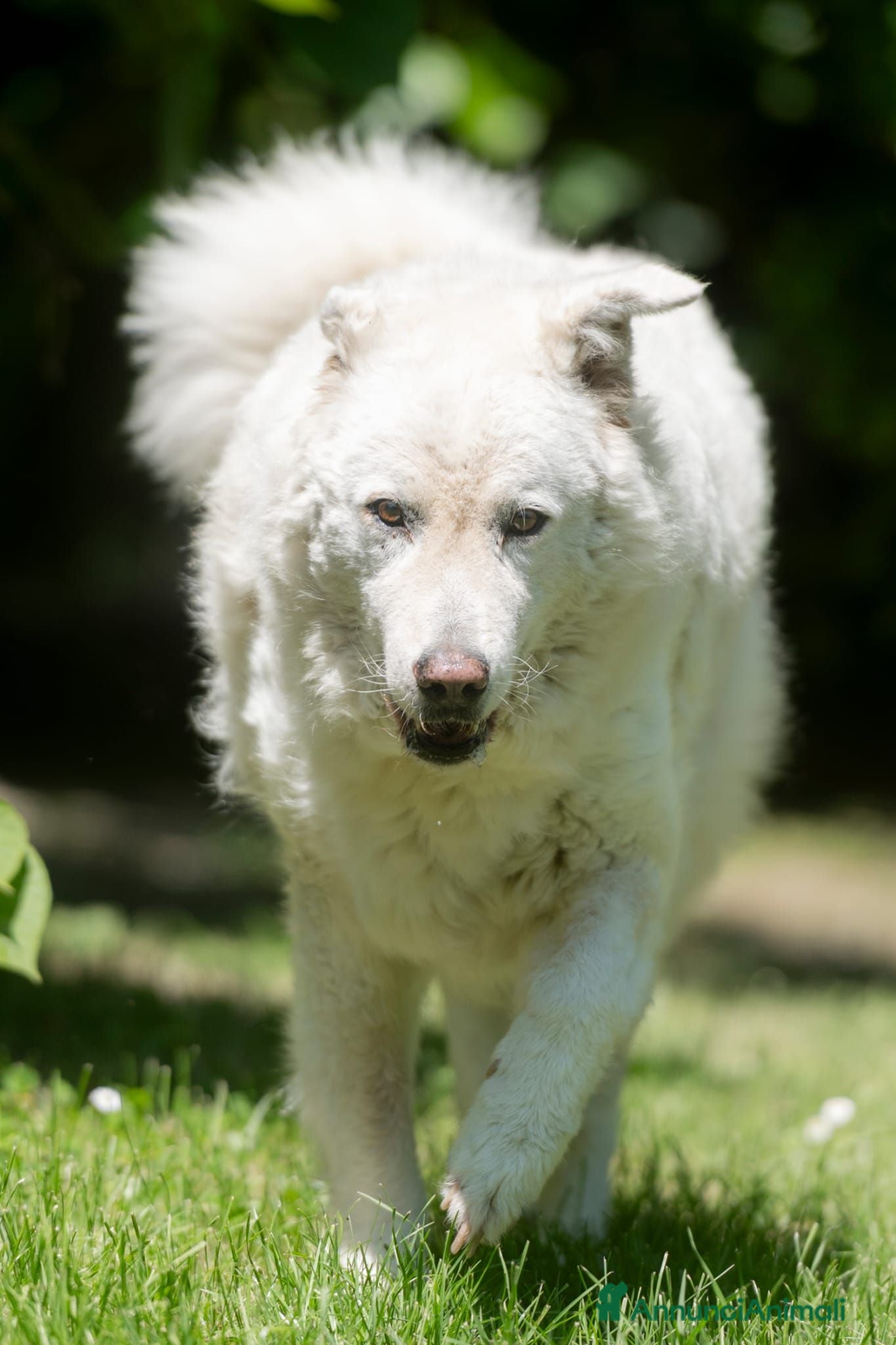 Meticcio cani MINERVA UNA VITA DI STENTI, ORA IN CANILE - Annuncio 33