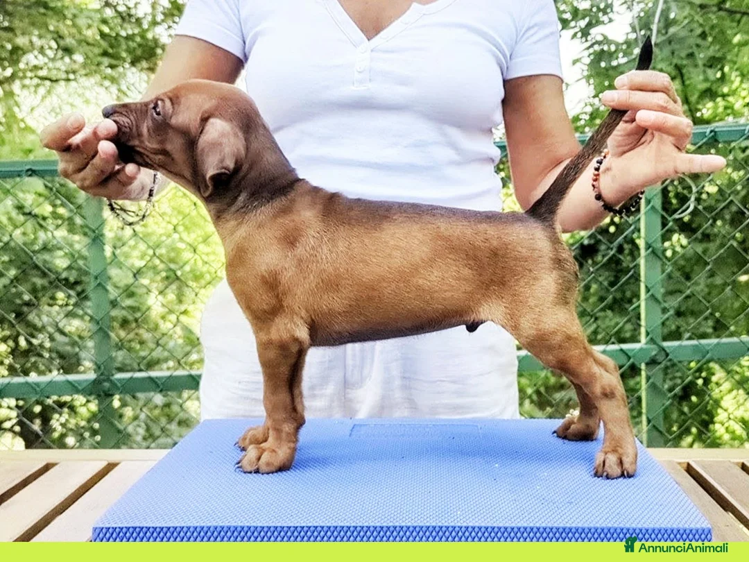 Pinscher Tedesco cani in vendita: Cuccioli di German Pinscher a Città Metropolitana di Firenze - Annuncio 2