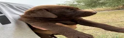 Labrador cani in vendita: Cucciola di Labrador Choco  - Annuncio 3