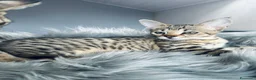 Savannah gatti in vendita: Splendidi cuccioli di gatto Savannah – 4 mesi  - Annuncio 11