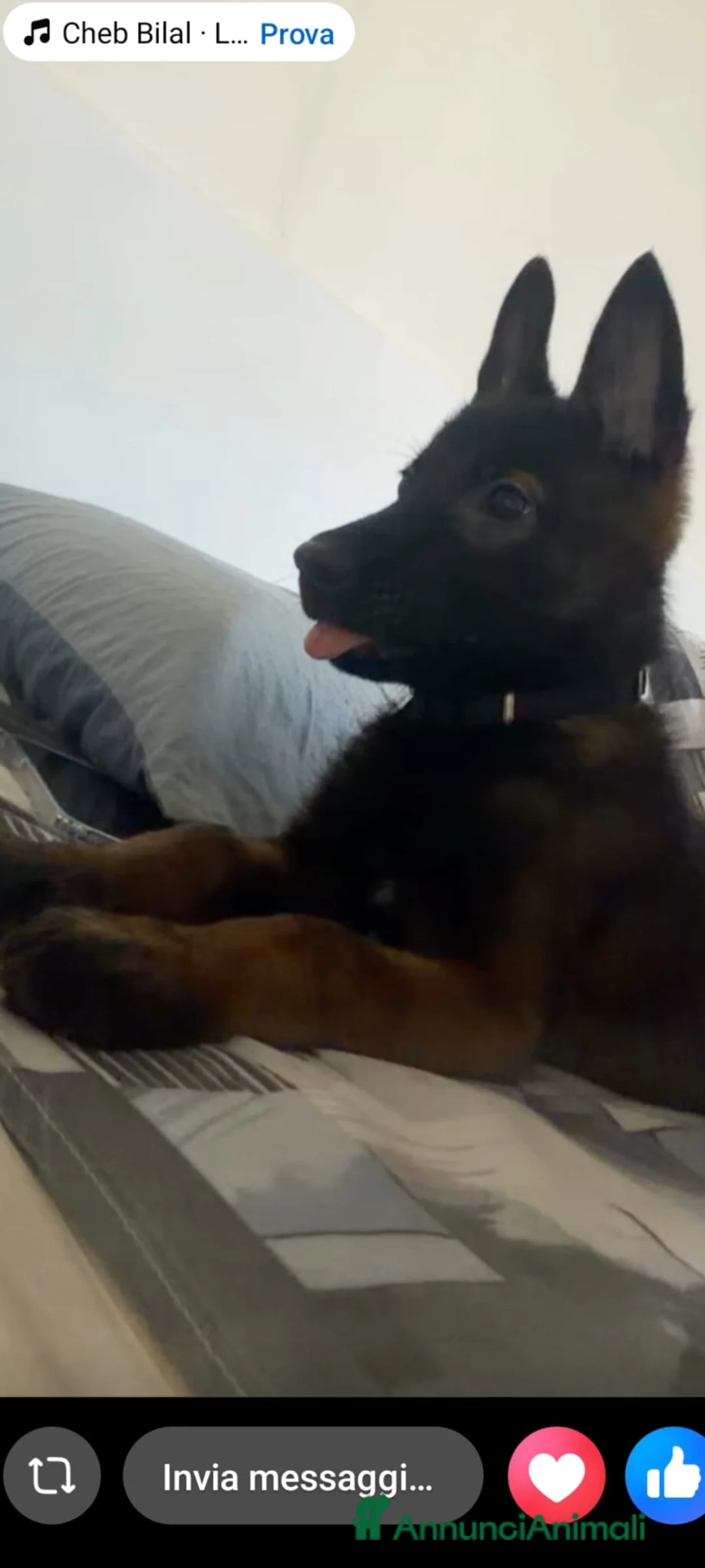 Pastore Belga cani in vendita: Cuccioli di Pastore Belga Malinois - Solo femmine a Provincia di Rimini - Annuncio 3