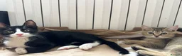 Altre razze gatti in regalo: Dea e Felix  a Provincia di Bergamo - Annuncio 5