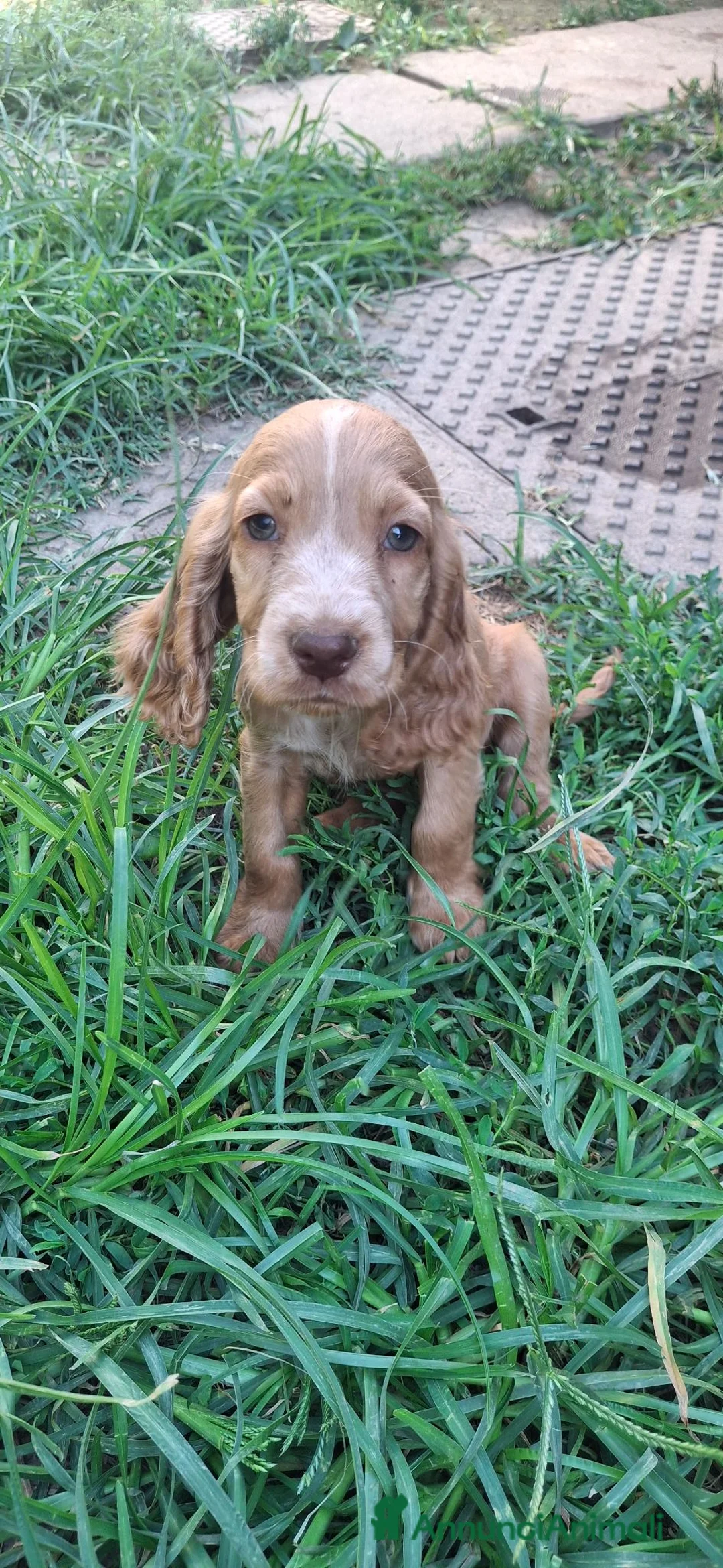 Cocker cani in vendita: Cucciolo Cocker spaniel - Annuncio 2