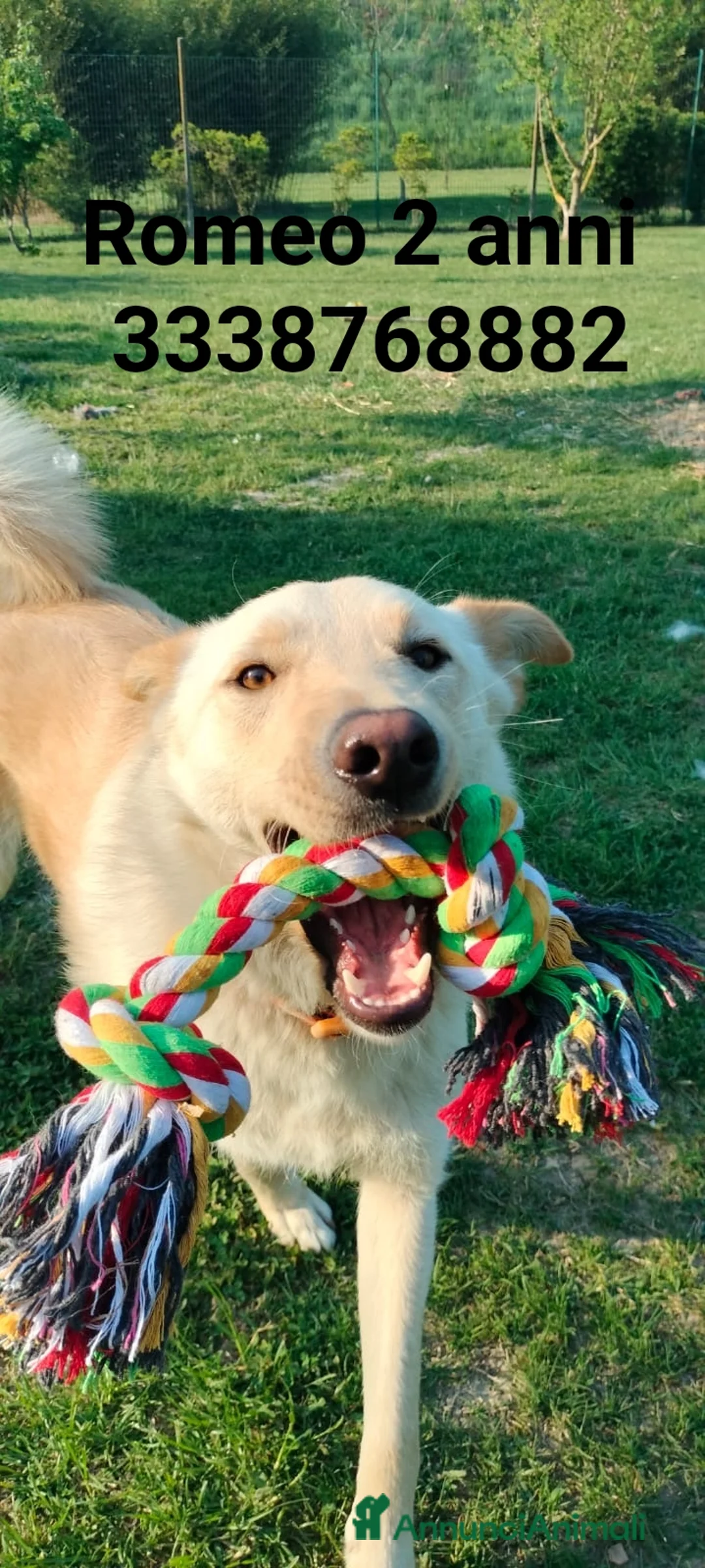 Meticcio cani in regalo: ROMEO 💙 zero divano. Mille avventure. a Provincia di Parma - Annuncio 2