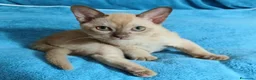 Burmese gatti in vendita: Gattine Burmesi Europei Cioccolato e Lilla - Annuncio 7