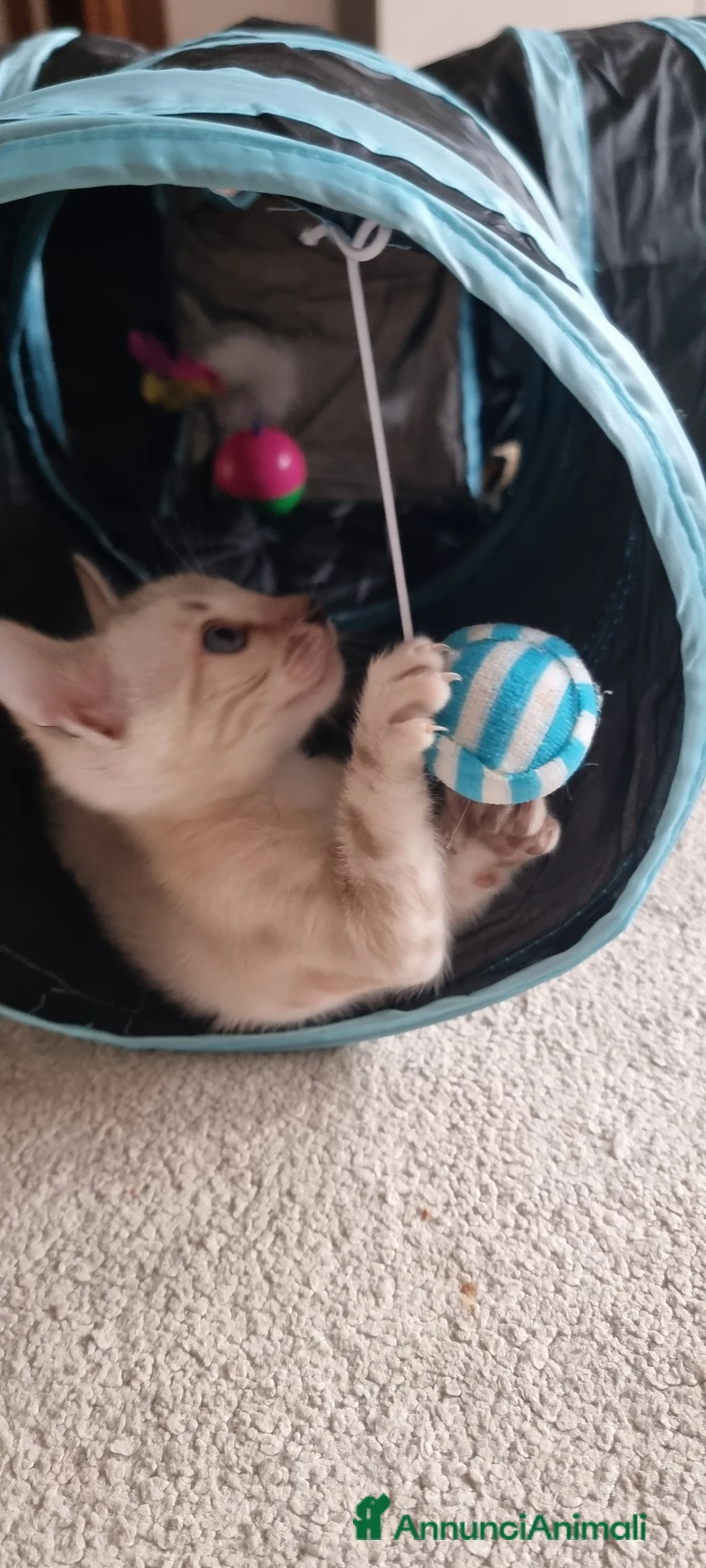 Bengala gatti in vendita: Cucciolo Bengala Snow marble Pedigree  - Annuncio 11