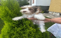Yorkshire cani in vendita: Maschi di Yorkshire biewer  a Provincia di Bergamo - Immagine 5