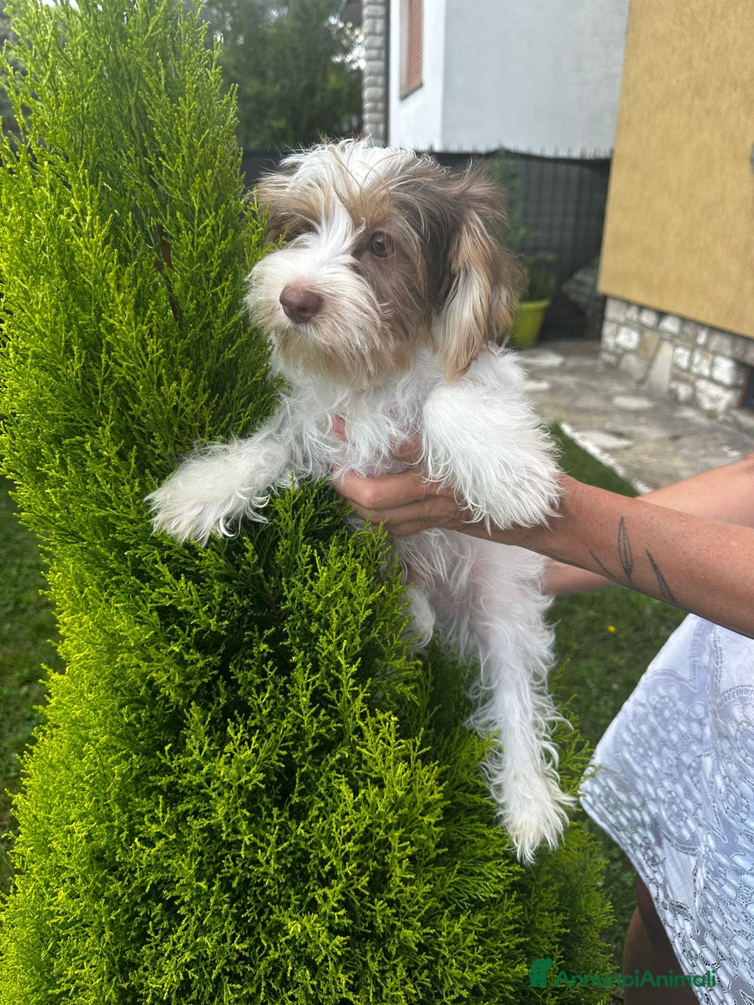 Yorkshire cani in vendita: Maschi di Yorkshire biewer  a Provincia di Bergamo - Immagine 5
