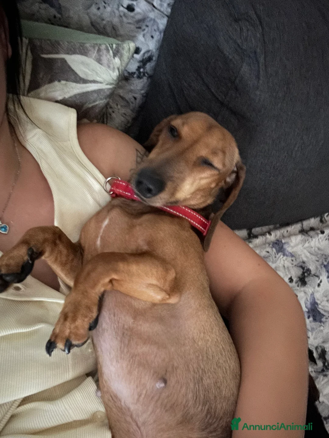 Bassotto Nano cani in vendita: Bassotto nano - Annuncio 2