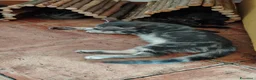 Meticcio gatti in regalo: Regalo gattini di 3-4 mesi e di 1 anno e mezzo  a Città metropolitana di Roma Capitale - Annuncio 13