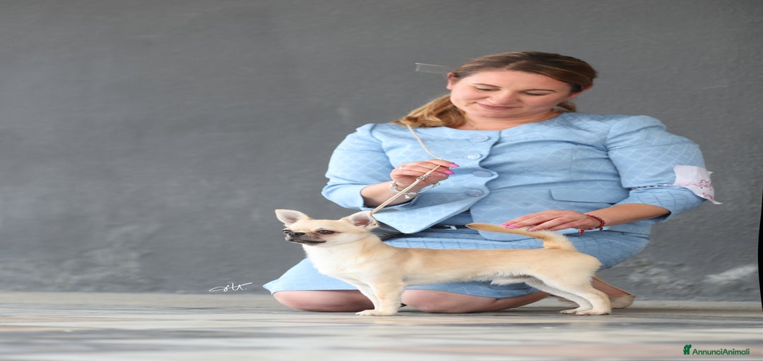 Immagine della galleria {{count}}