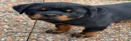 Rottweiler cani in vendita: Maschione linea serba disponibile subito  - Annuncio 5