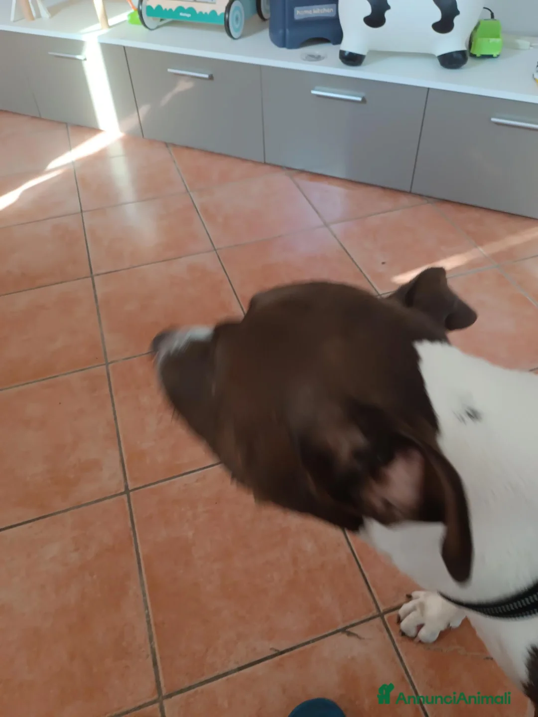 American Staffordshire cani in regalo: Il suo nome e Tyson - Annuncio 8