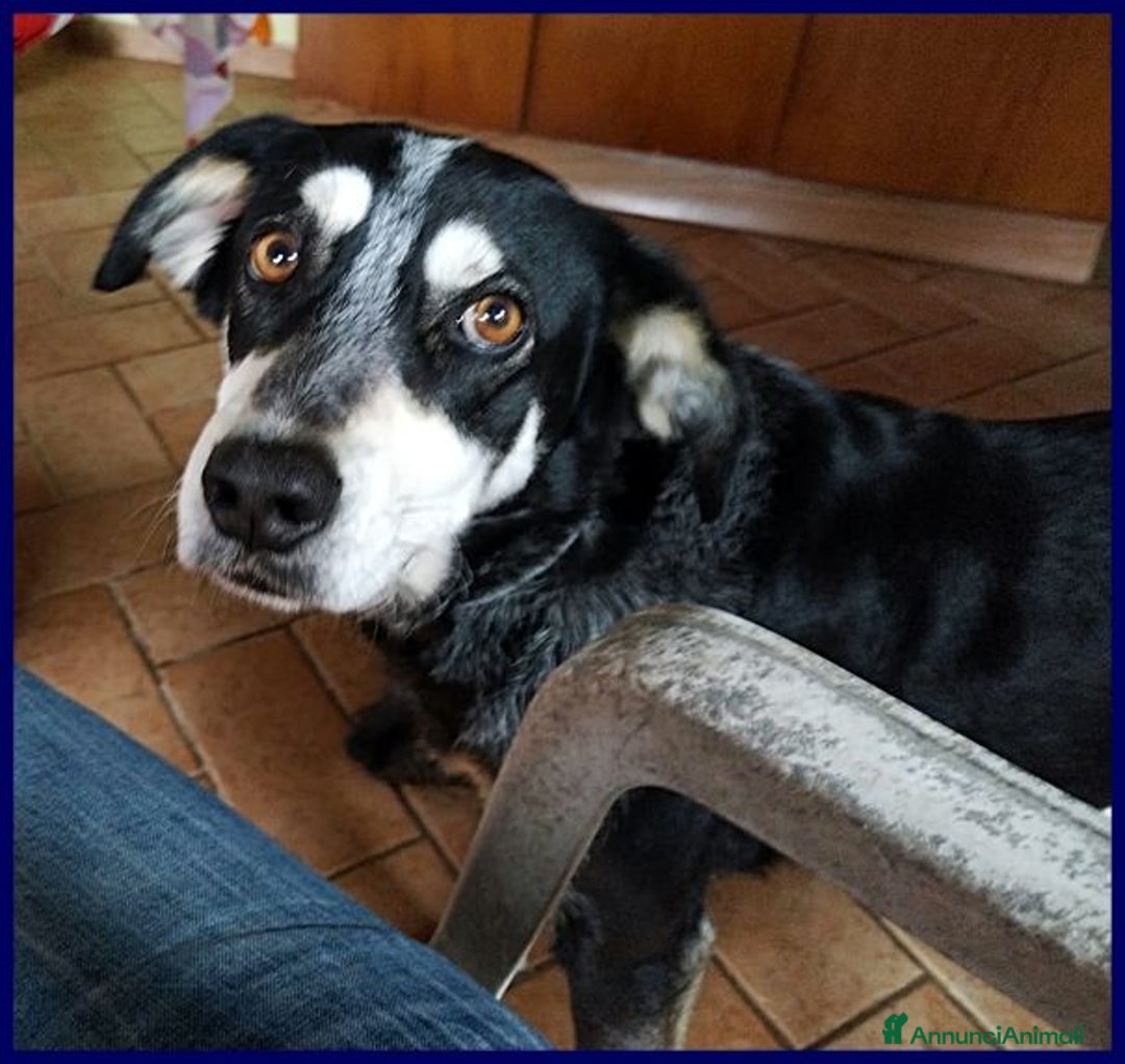 Meticcio cani in regalo: DUMBO un simpaticone tg media - Annuncio 4