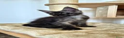 Maine Coon gatti in vendita: Cuccioli MCO di alta genealogia. - Annuncio 17