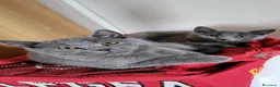 Certosino gatti in vendita: Gattini Certosini con Pedigree ANFI a Provincia di Forlì-Cesena - Annuncio 5